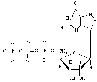 The following structure represents which of the following nucleotides?   A)  UMP B)  GDP C)  GTP D)  ATP