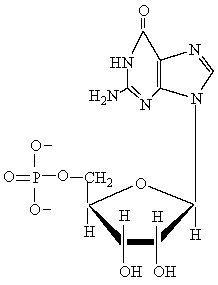 To form the molecule below, dehydration takes place at C1 of the pentose ring and at an N-H hydrogen at position ___ of the purine base.   A)  6 B)  1 C)  9 D)  7