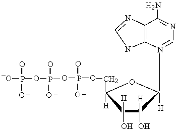 The following molecule is   A)  adenosine 5'-monophosphate (AMP)  B)  adenosine 5'-triphosphate (ATP)  C)  deoxythymidine 5' -monophosphate (dTMP)  D)  guanosine 5' -triphosphate (GTP) 