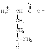 The structure of the amino acid glutamine is shown below. Glutamine can be classified as   A)  polar-neutral B)  polar -acidic C)  polar basic D)  nonpolar