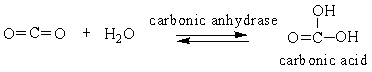 Choose the comment that is appropriate for the reaction:   A)  Carbonic anhydrase catalyzes the conversion of carbon dioxide into carbonic acid. B)  The reaction runs in forward direction only. C)  This reaction runs in backward direction only. D)  This is a reaction that only occurs in the laboratory.