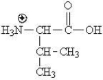 Which of the following represents the zwitterions form of the amino acid valine? A)    B)    C)    D)   
