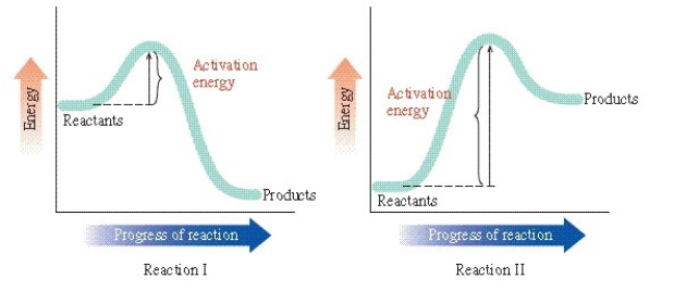 Determine which of the statements is incorrect regarding this figure:   A) Reaction I is exergonic. B) Reaction II occurs faster than reaction I. C) Reaction II is endergonic. D) The activation energy for reaction I is smaller than that of reaction II.