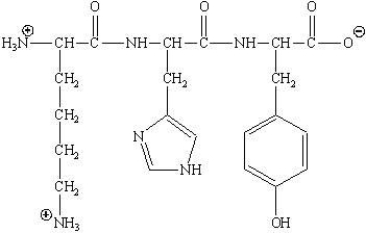 <strong>What amino acids are involved in the following tripeptide?  </strong> A)Lys-His-Phe B)Lys-His-Tyr C)His-Lys-Phe D)Tyr-His-Lys <div style=padding-top: 35px> 