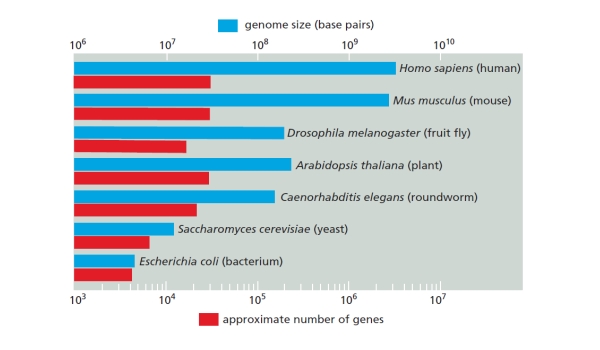 Based on the variation of genome size and gene number in the organisms presented in the following graph, which organism has the highest number of genes per unit length of their genome? (Note the logarithmic scale.)    A)  H. sapiens B)  M. musculus C)  A. thaliana D)  C. elegans E)  E. coli