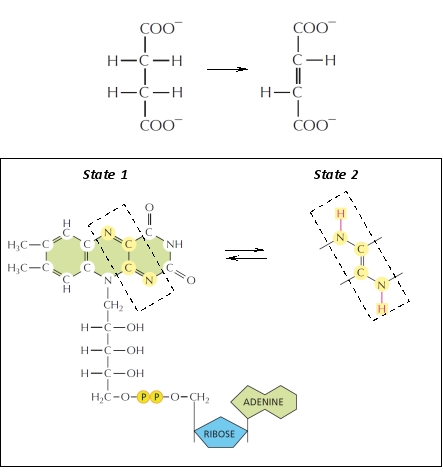 A cellular enzyme catalyzes the catabolic reaction shown below. Its coenzyme is shown in the box. Which of the following is correct regarding this reaction?   A) The substrate is reduced in this reaction and the coenzyme is converted from state 1 to state 2. B) The substrate is oxidized in this reaction and the coenzyme is converted from state 1 to state 2. C) The substrate is reduced in this reaction and the coenzyme is converted from state 2 to state 1. D) The substrate is oxidized in this reaction and the coenzyme is converted from state 2 to state 1.