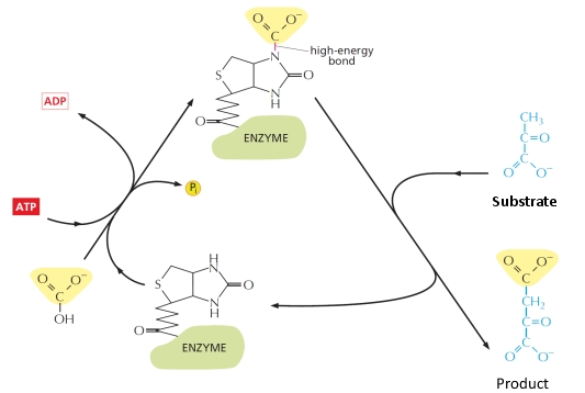What is the reaction performed on the molecule labeled as substrate in the following diagram? What is the name of the activated carrier?   A)  This is a methylation reaction and the activated carrier is ATP. B)  This is a methylation reaction and the activated carrier is S-adenosylmethionine. C)  This is a carboxylation reaction and the activated carrier is ATP. D)  This is a carboxylation reaction and the activated carrier is carboxylated biotin. E)  This is an acetylation reaction and the activated carrier is acetyl CoA.