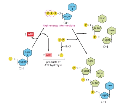 Macromolecules in the cell can be made from their monomers using one of two polymerization schemes. One is called head polymerization, in which the reactive bond required for polymerization is carried on the end of the growing polymer. In contrast, in tail polymerization, the reactive bond is carried by each monomer for its own incorporation. In the figure, indicate the polymerization scheme and the type of macromolecule.   A)  Head polymerization of a protein B)  Tail polymerization of a protein C)  Head polymerization of a polysaccharide D)  Head polymerization of a nucleic acid E)  Tail polymerization of a nucleic acid