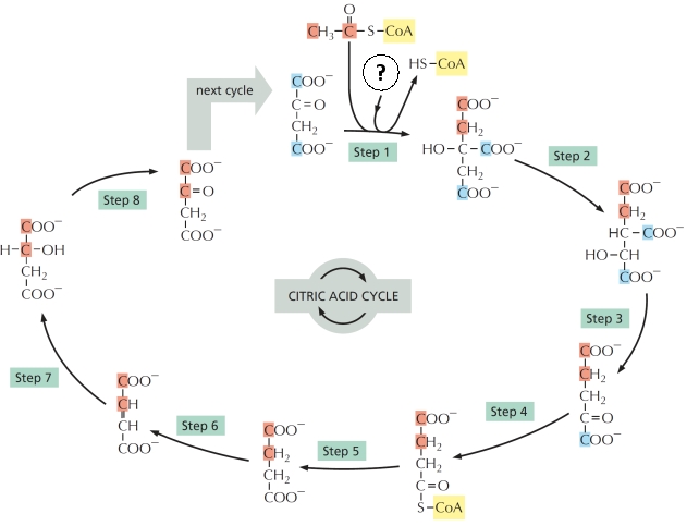 The citric acid cycle is summarized in the following figure. Answer the following question(s) about this cycle.    -In the citric acid cycle shown above, which steps produce either NADH or FADH?? List all such steps by their number, from the smallest number to the largest. Your answer would be a number composed of digits 1 to 8 only, e.g. 258. 