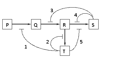Which of the regulatory interactions 1 to 5 depicted in the following diagram is NOT an example of a negative feedback regulation?   A)  1 B)  2 C)  3 D)  4 E)  5