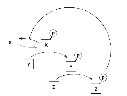 In the following schematic diagram of a simple signaling pathway, protein Z regulates the activity of protein X, which is an upstream protein kinase, through a negative feedback loop. Which of the following better describes protein Z?   A)  It is a protein kinase that is activated by phosphorylation. B)  It is a protein kinase that is inactivated by phosphorylation. C)  It is a protein phosphatase that is activated by phosphorylation. D)  It is a protein phosphatase that is inactivated by phosphorylation.