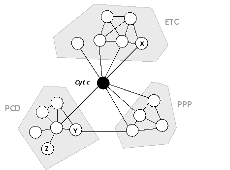 A simple protein interaction map is shown below for human cytochrome c (Cyt) , a heme-containing protein that is normally found inside the mitochondria and is associated with the electron-transport chain (ETC)  of the inner mitochondrial membrane. Under special emergency conditions, this protein can also moonlight as a signal transducer for the onset of a pathway leading to programmed cell death (PCD) . As shown in the map, it also interacts with a group of phosphoprotein phosphatases (PPP)  involved in cell signaling pathways. Assuming that the functions of the proteins labeled as X, Y, and Z are unknown, which of the following points can be reasonably argued from this interaction map?   A)  The protein labeled X probably functions in PCD as well as in the ETC, because it interacts with cytochrome c, which is known to be closely involved in PCD, and it also interacts with several proteins from the ETC group. B)  The protein labeled Y probably has a role in PCD, especially if its orthologs in other organisms have such a role and show a similar pattern of interactions. C)  If the proteins in the PCD group are known to form a large complex, then the protein labeled Z is likely to be the scaffold protein for that complex. D)  The protein labeled Y probably has a phosphatase function, because it interacts with the proteins of the PPP group. E)  The protein labeled Z is probably not an essential protein because it only interacts with one other protein in this map.