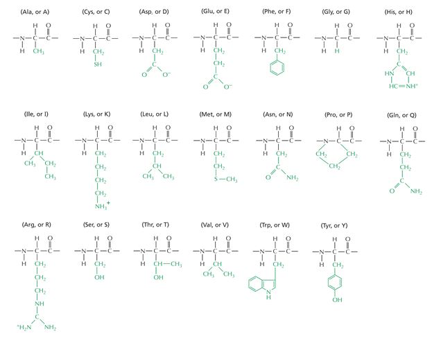 The structural formulas for the 20 naturally occurring amino acid residues are shown in the panel below. Answer the following question(s) with the help of this panel.    -What is the amino acid sequence of the peptide depicted below? Write down the sequence from the N- to the C-terminus, and use only the one-letter abbreviations, e.g. AGCNT.    