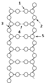 Indicate which numbered feature (1 to 5) in the schematic drawing below of the DNA double helix corresponds to each of the following. Your answer would be a five-digit number composed of digits 1 to 5 only, e.g. 52431.     ( )	Hydrogen-bonding ( )	Covalent linkage ( )	Phosphate group ( )	Nitrogen-containing base ( )	Deoxyribose sugar 
