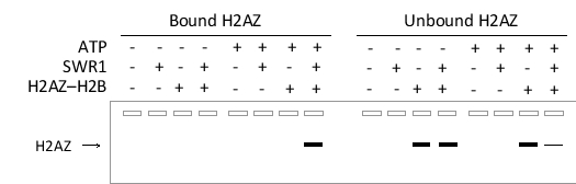 To study the chromatin remodeling complex SWR1, a researcher has prepared arrays of nucleosomes on long DNA strands that have been immobilized on magnetic beads. These nucleosomes are then incubated with an excess of the H2AZ-H2B dimer (which contains the histone variant H2AZ)  in the presence or absence of SWR1 with or without ATP. She then separates the bead-bound nucleosomes (bound fraction)  from the rest of the mix (unbound fraction)  using a magnet, elutes the bound fraction from the beads, and performs SDS-PAGE on the samples. This is followed by a Western blot using an antibody specific to the H2AZ protein used in this experiment. The results are shown below, with the presence (+)  or absence (-)  of ATP, SWR1, or the H2AZ-H2B dimer in each incubation reaction indicated at the top of the corresponding lane.   Which of the following statements is confirmed by the Western blot shown? A)  SWR1 deposits H2AZ histones into the nucleosome arrays. B)  SWR1 function is not ATP-dependent. C)  The antibody used in this experiment binds to the SWR1 complex. D)  All of the above.