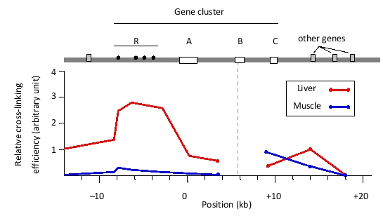You have performed a chromosome conformation capture (3C) experiment to study chromatin looping at a mouse gene cluster that contains genes A, B, and C, as well as a regulatory region R. In this experiment, you performed in situ chemical cross-linking of chromatin, followed by cleavage of DNA in the nuclear extract with a restriction enzyme, intramolecular ligation, and cross-link removal. Finally, a polymerase chain reaction (PCR) was carried out using a forward primer that hybridizes to a region in the active B gene, and one of several reverse primers, each of which hybridizes to a different location in the locus. The amounts of the PCR products were quantified and normalized to represent the relative cross-linking efficiency in each analyzed sample. You have plotted the results in the graph below. The same experiment has been done on two tissue samples: fetal liver (represented by red lines) and fetal muscle (blue lines). Interaction of the A, B, and C genes with the regulatory R region is known to enhance expression of these genes. Indicate true (T) and false (F) statements below based on the results. Your answer would be a four-letter string composed of letters T and F only, e.g. TTTF.     ( )	The B gene would be predicted to have higher expression in the fetal liver compared to the fetal muscle tissue. ( )	Interaction between the R region and the B gene involves the A gene looping out. ( )	Interaction between the R region and the B gene involves the C gene looping out. ( )	In fetal muscle, the B gene definitely does not engage in looping interactions with any other elements in the cluster. 