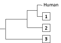 Phylogenetic trees based on nucleotide or amino acid sequences can be constructed using various algorithms. One simple algorithm is based on a matrix of pairwise genetic distances (divergences) calculated after multiple alignment of the sequences. Imagine you have aligned a particular gene from different hominids (humans and the great apes), and have estimated the normalized number of nucleotide substitutions that have occurred in this gene in each pair of organisms since their divergence from their last common ancestor. You have obtained the following distance matrix.     Answer the following question(s) based on this matrix. -The following tree can be constructed from these distances assuming a constant molecular clock, meaning that the length of each horizontal branch corresponds to evolutionary time as well as to the relative genetic distance from the common ancestor that gave rise to that branch. Indicate which one of the species in the matrix (B to D) corresponds to branches 1 to 3, respectively. Your answer would be a three-letter string composed of letters B, C, and D only, e.g. DCB.    
