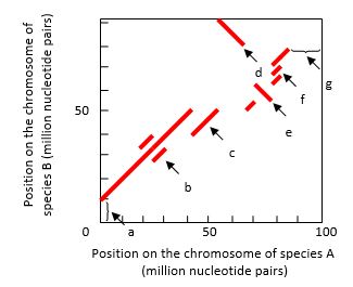 The regions of synteny between the chromosomes of two species can be visualized in dot plots. In the example shown in the following graph, a chromosome of a hypothetical species A has been aligned with the related chromosome in species B. Each dot in the plot represents the observation of high sequence identity between the two aligned chromosomes in a window located at the two corresponding chromosome positions. A series of close dots can make a continuous line. Choosing a sufficiently large window size allows a clean dot plot with solid lines that show only the long stretches of identity, allowing ancient large-scale rearrangements to be identified. Several chromosomal events can be detected in such dot plots. Indicate which feature (a to g) in the dot plot is best explained by each of the following events. Your answer would be a seven-letter string composed of letters a to g only, e.g. cdbagef. Each letter should be used only once.     ( ) A duplication that exists in both species  ( ) A duplication in species A only  ( ) A triplication in species B only  ( ) An inversion without relocation  ( ) An inversion combined with relocation  ( ) A deletion in species A  ( ) A translocation in species A from a different chromosome 