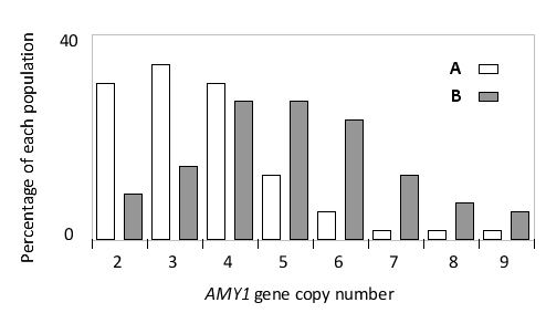 The copy number of some human genes, such as the salivary amylase gene AMY1, varies greatly between different individuals. The salivary amylase breaks down some of the dietary starch into smaller sugars. In the case of AMY1, a positive correlation has been observed between the copy number and the amount of amylase in the saliva. Gene copy number per diploid genome can be estimated by performing a quantitative polymerase chain reaction (PCR) using primers specific to the gene of interest. You have performed such PCR experiments on samples from two human populations that have traditional diets with low and high starch levels, respectively, and have plotted the data in the histogram below. Which population (A or B) in the histogram is likely to be the one with traditionally higher dietary starch? Write down A or B as your answer.   
