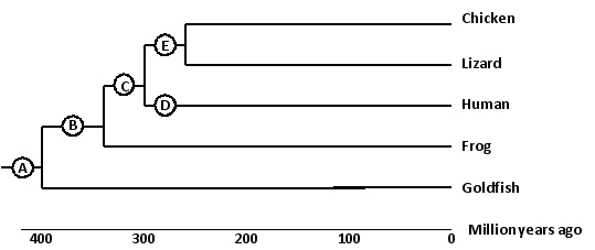 The globin gene family in mammals, birds, and reptiles is organized into ?- and ?-globin gene clusters that are located on two different chromosomes. In most fish and amphibians, however, the globin genes are close to each other on one chromosome. At which point (A to E) in the following simplified phylogenetic tree is a chromosomal translocation likely to have happened that placed the ?- and ?-globin genes on two separate chromosomes?   