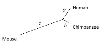 To discover genes that have undergone accelerated evolution in the human lineage, you compared the amino acid sequences of dozens of proteins from orthologous protein-coding genes in humans, chimpanzees, and mice. For each gene, you build an unrooted phylogenetic tree in which the branch lengths (a, b, or c)  correspond to the number of amino acid substitutions in that branch, as depicted below. Primates and rodents diverged ~90 million years ago, and humans and chimpanzees diverged ~5.5 million years ago. For each individual gene shared by the three species, you therefore define the  normalized substitution rate  parameters h and k as h = (a/5.5) /[c/([2 × 90] - 5.5) ], and k = (b/5.5) /[c/([2 × 90] - 5.5) ]. Based on these definitions, which genes are more likely to be responsible for  uniquely human  traits?   A)  Genes with very high h and k values B)  Genes with very low h and k values C)  Genes with very high h values but not very high k values D)  Genes with very high k values but not very high h values