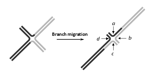 In the following schematic drawing of a Holliday junction that undergoes branch migration, cutting at which combination of the sites a to d would generate a crossover?   A)  a and b B)  a and c C)  a and d D)  b and c E)  b and d