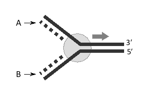 A replication fork is shown schematically below. The strand labeled A is called the … strand.    