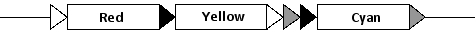 As shown in the following drawing, a researcher has engineered three pairs of LoxP sites (for conservative site-specific recombination) in a region that contains three reporter genes coding for red, yellow, or cyan fluorescent proteins, respectively. Each type of LoxP sequence (shown as a black, gray, or white arrowhead) is specific, meaning it does not recombine with the other types of LoxP sequences. Upon Cre recombinase activation, depending on which recombination event occurs first (which we assume is random), a number of possible combinations of reporters can remain in the final DNA. For each of the following combinations, indicate whether it can (C) or cannot (N) result from this recombination scheme. Do not consider the re-integration of excised DNA, which happens very rarely. Your answer would be a six-letter string composed of letters C and N only, e.g. CCCCNN.     ( )	Red and yellow ( )	Red only ( )	Yellow only ( )	Cyan only ( )	Yellow and cyan ( )	Red and cyan 