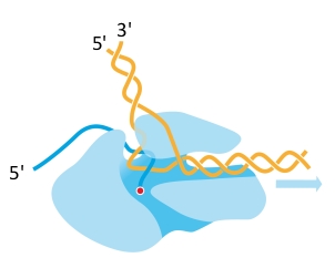 What enzyme is depicted in the following schematic drawing?   A)  DNA polymerase B)  RNA polymerase C)  Ribosome D)  Reverse transcriptase E)  Topoisomerase