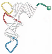 Which of the following is true about the molecule shown in the following drawing?   A)  Its gene is transcribed by RNA polymerase I. B)  There are about 50 genes in our genome encoding this type of molecule. C)  This molecule normally undergoes various covalent modifications. D)  It is normally composed of about 20 monomers. E)  Its gene transcript normally undergoes alternative splicing.