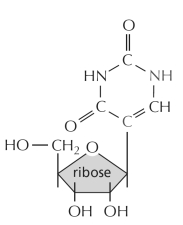 The modified nucleotide shown below is normally found in mature...   A)  tRNAs. B)  ribosomes. C)  spliceosomes. D)  snoRNAs. E)  All of the above.