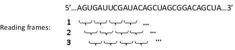 The following mRNA sequence is taken from the middle of exon 3 in a mature mRNA that has 12 exons. Knowing that this mRNA does not undergo nonsense-mediated decay, which of the reading frames shown is the correct one for this mRNA? Write down 1, 2, or 3 as your answer.    