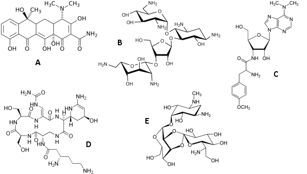 The structural formulas for a few antibiotics that target the ribosome are shown below. Which one do you think is that of puromycin? Hint: puromycin mimics the structure of an amino acid linked to a tRNA molecule.   