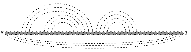 In the following representation of a single-stranded RNA molecule, the nucleotide residues are drawn as gray circles, while base-pairing interactions between them are indicated by dashed lines. The structure of this RNA molecule has...   A)  one hairpin loop and one pseudoknot. B)  one pseudoknot only. C)  three hairpin loops and a four-stem junction. D)  two hairpin loops and a three-nucleotide bulge. E)  three hairpin loops.