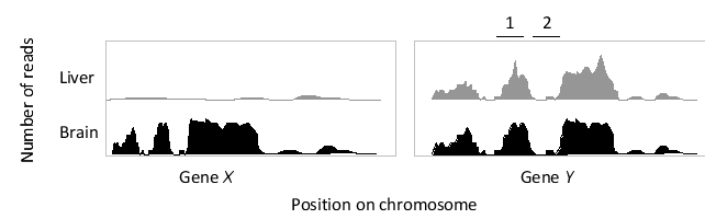 In the following schematic graph of a hypothetical set of RNA-seq data, the number of reads is plotted for a region of chromosome containing two genes, from samples obtained from two different tissues. Which gene (X or Y)  do you think is more likely a  housekeeping  gene? Which region (1 or 2)  within gene Y most likely corresponds to an exon?   A)  Gene X; region 1 B)  Gene X; region 2 C)  Both genes; region 1 D)  Gene Y; region 1 E)  Gene Y; region 2