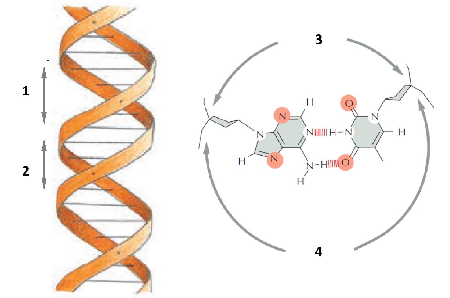 The majority of transcription regulators make sequence-specific contacts with DNA in the major groove. In the two diagrams below, where are the contact surfaces that are exposed in the major groove?   A)  1, 3 B)  1, 4 C)  2, 3 D)  2, 4