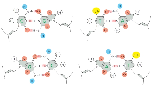 Quiz Considering The Diagrams Below That Show Hydrogen Bond Donors And Acceptors