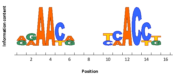 The following sequence logo represents the preferred cis-regulatory sequences of an imaginary transcription regulator that functions as a dimer. Would you expect this sequence to be recognized by a homodimer (M) or a heterodimer (T)? Write down M or T as your answer.   