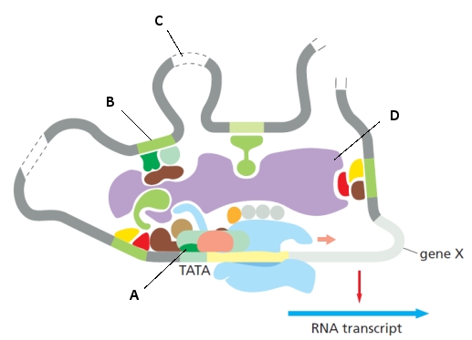 The following schematic drawing represents the activation of transcription for a eukaryotic gene (gene X). Indicate what component (A to D) in the drawing corresponds to each of the following. Your answer would be a four-letter string composed of letters A to D only, e.g. ADBC.     ( )	Mediator ( )	cis-Regulatory sequence ( )	A general transcription factor ( )	 Spacer  DNA that may encode lncRNAs 