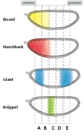 Expression of the Even-skipped (Eve) gene in early Drosophila embryos is under the control of several transcription regulators. In one example, one of the Eve stripes is positioned near the anterior region of the embryo, and its regulatory module contains binding sites for Bicoid and Hunchback (activators) as well as Giant and Krüppel (inhibitors) such that the gene is expressed only in the region where concentrations of the two activators are high and the concentrations of the two inhibitors are low. A reporter gene can be placed under the control of this module, and it can be shown to form a stripe in the same place in the embryo as the corresponding stripe of Eve. Answer the following question(s) based on these findings. -In the following schematic diagrams of an early Drosophila embryo, in which region would you expect to find the reporter protein put under the control of the regulatory module mentioned above?   
