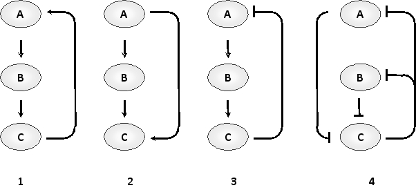 In the following schematic drawings showing four different network motifs in gene transcription circuits, indicate whether each of the motifs 1 to 4 corresponds to a feed-forward loop (E), flip-flop device (F), negative feedback loop (N), or positive feedback loop (P). Your answer would be a four-letter string composed of letters E, F, N, or P only, e.g. PNEF.    
