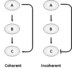 Consider the two feed-forward loops below containing three transcription regulators A, B, and C, where A receives the input signal and C generates the output. In the so-called coherent loop (left), A activates C both directly and indirectly, whereas in an incoherent loop (right), A activates C via one route and inactivates it via the other. Answer the following question(s) based on these network motifs.    -Considering the two particular feed-forward designs shown, would you expect the coherent (C) or the incoherent (I) loop to have a stable output and respond best to input signals that are above a certain threshold? Write down C or I as your answer. 