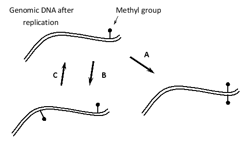 Indicate which of the following enzymatic activities corresponds to A, B, or C in the following schematic drawing of DNA methylation events in the human genome. Your answer would be a three-letter string composed of letters A, B, and C only, e.g. CBA.     ( )	DNA demethylating enzyme ( )	Maintenance methyl transferase enzyme ( )	De novo methyl transferase enzyme 