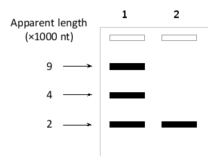 A researcher studying the human immunodeficiency virus (HIV)  has infected human T cells with wild-type or Rev-deficient viruses. She extracts cytoplasmic RNA from the cells and separates each isolated RNA mixture by agarose-gel electrophoresis. She then uses northern analysis using HIV-specific probes to identify those bands that contain viral RNA. The results are presented in the following schematic drawing. Which lane (1 or 2)  corresponds to cells infected with the Rev?-deficient virus? What is the size of the full-length HIV genome?   A)  Lane 1; about 9000 nucleotides B)  Lane 1; about 4000 nucleotides C)  Lane 1; about 2000 nucleotides D)  Lane 2; about 9000 nucleotides E)  Lane 2; about 2000 nucleotides