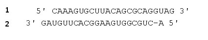 Which strand in an miRNA precursor will serve as the guide strand in the RNA-induced silencing complex (RISC)? Analysis of miRNA sequences has revealed an asymmetry in the stability of the double-stranded RNA precursor. The strand showing lower thermodynamic stability near its 5? end (nucleotides 2 to 6 in the mature guide strand) is normally selected as the guide strand, and the other strand is usually degraded. In the following miRNA precursor, which strand (1 or 2) do you think will be incorporated into the active RISC? Write down 1 or 2 as your answer.    