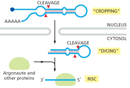 The schematic diagram below shows the processing of a class of small RNAs that are involved in RNA interference (RNAi). Which of the following is true regarding these RNAs?   
