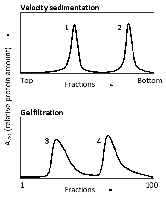 For the two following graphs, the same purified protein has been subjected to velocity sedimentation and gel filtration, as indicated. Two absorption peaks are visible in each graph, corresponding to the monomeric and dimeric forms of the protein. Which peaks correspond to the protein dimer?   A)  1 and 3 B)  1 and 4 C)  2 and 3 D)  2 and 4