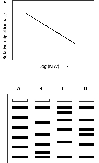 Migration of proteins during separation by SDS polyacrylamide-gel electrophoresis (SDS-PAGE) is generally related to the logarithm of their molecular weight, as depicted in the qualitative graph below. If a protein mixture containing proteins of evenly distributed molecular weights (e.g. 10, 20, 30, 40, etc.) is separated by SDS-PAGE, which of the following staining patterns would you expect to observe?   