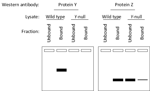 You performed a co-immunoprecipitation experiment to identify cellular proteins associated with protein X. For the experiment, you used antibodies against protein X that were immobilized on beads. You incubated these beads with cell lysates from either wild-type cells or cells lacking the gene encoding protein Y. After washing and eluting the bound protein off the beads, you separated each bound and unbound fraction by SDS-PAGE. Finally, you performed immunoblotting using antibodies against either protein Y or protein Z. The results of the Western blots are presented in the following schematic drawings. According to these results, do you think protein Y enhances (E) or inhibits (I) binding of protein X to protein Z? Write down E or I as your answer.   