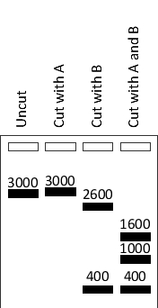 Your friend has cut a 3000-nucleotide-pair circular plasmid with either or both restriction enzymes A and B, and has separated the digestion products by electrophoresis. The results are shown in the schematic drawing below, with the approximate size of the fragments indicated above each band. Based on these results, what is the closest distance (in nucleotide pairs)  between an A restriction site and a B restriction site on this plasmid?   A)  400 B)  600 C)  1000 D)  1200 E)  1600